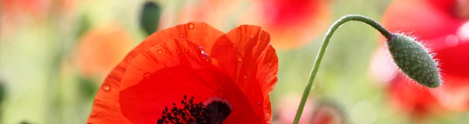 Nguyễn Tấn Đại