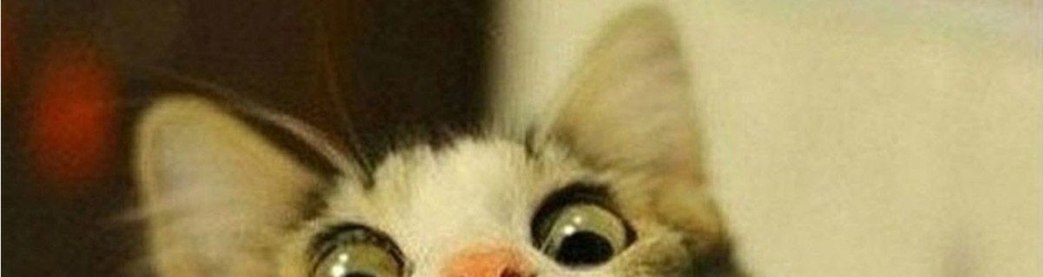 Vous trouvez CHAT DROLE...