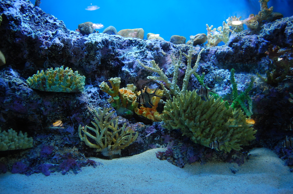 Carlos Michel Fumero