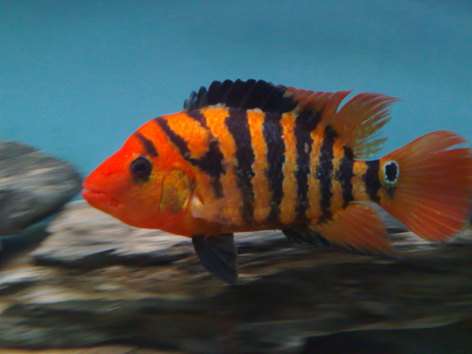 Mbuna Marcus - Aquariums, Cichlids and More