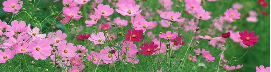 World of entertainment