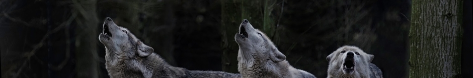 Timber Wolf