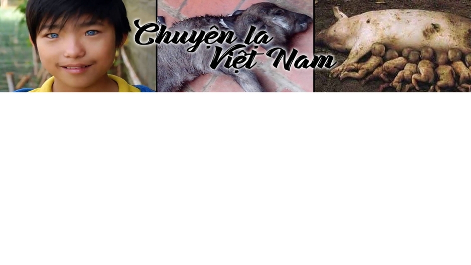 Chuyện Lạ Việt Nam