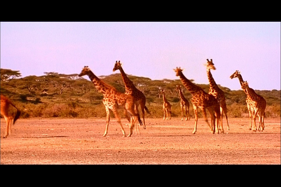 Animals Discovery Channel