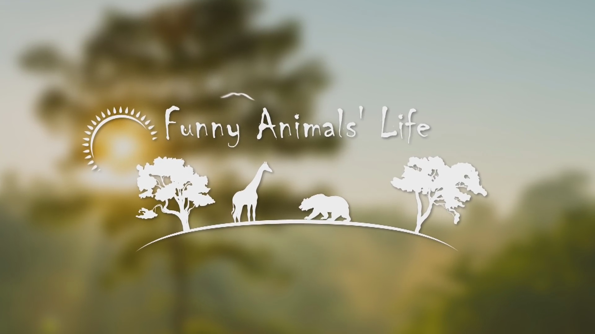 Funny Animals Life