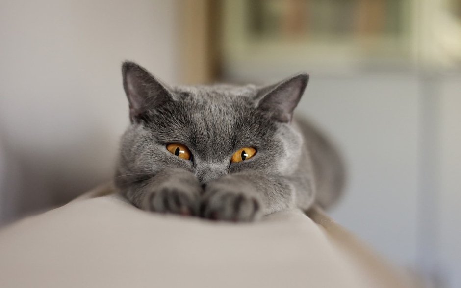 Funny Animals Videos