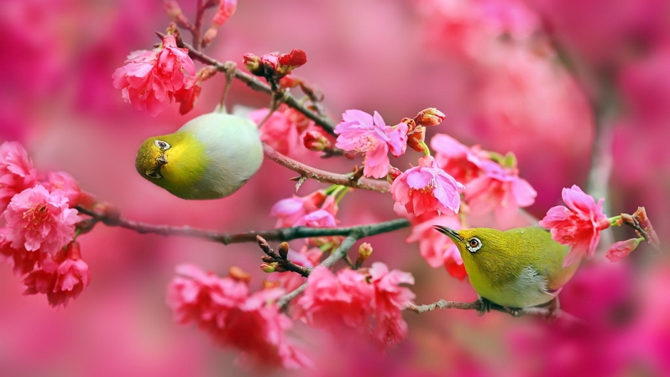 Princess Hours English Sub