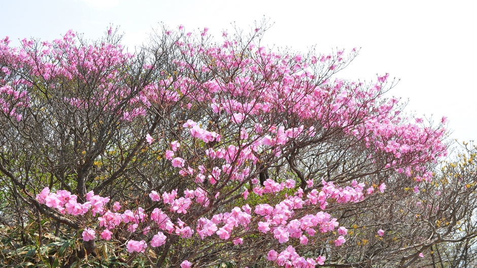 Funny video of Japan