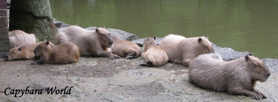 Capybara World