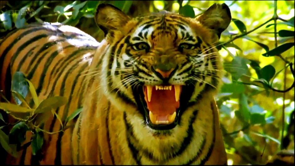 Thomy the Rooster 2018