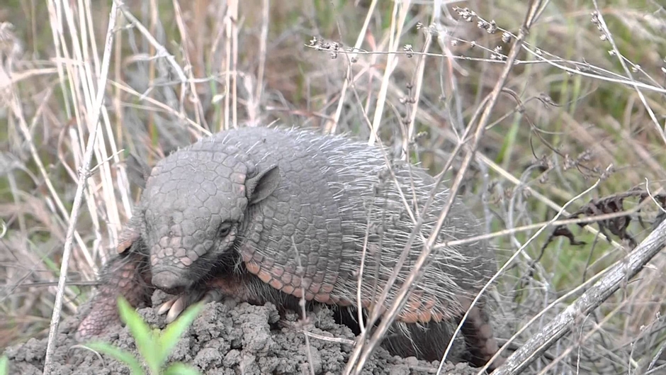 mạnh nguyễn đức