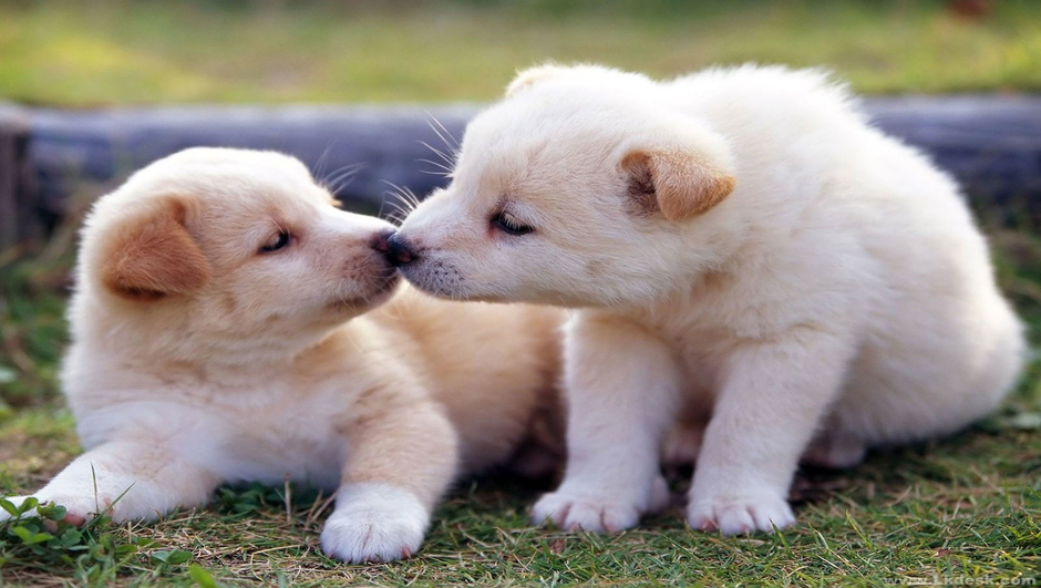 Cutest Puppies