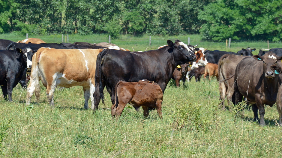 Jadeed dairy farming