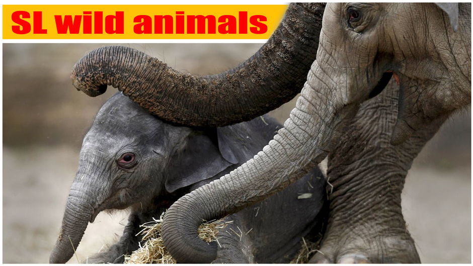 SL Wild Animals