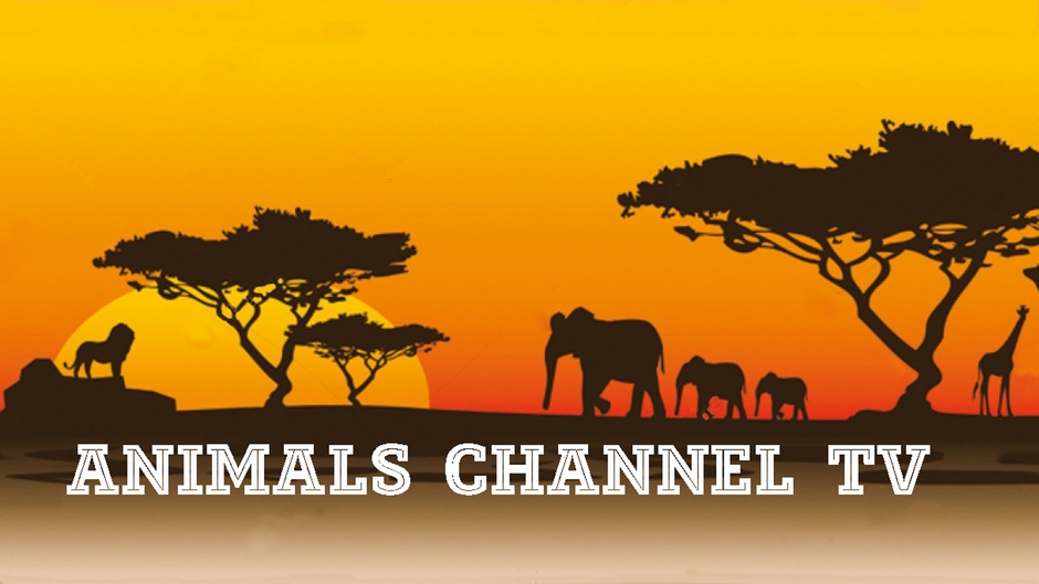 Animals Channel TV