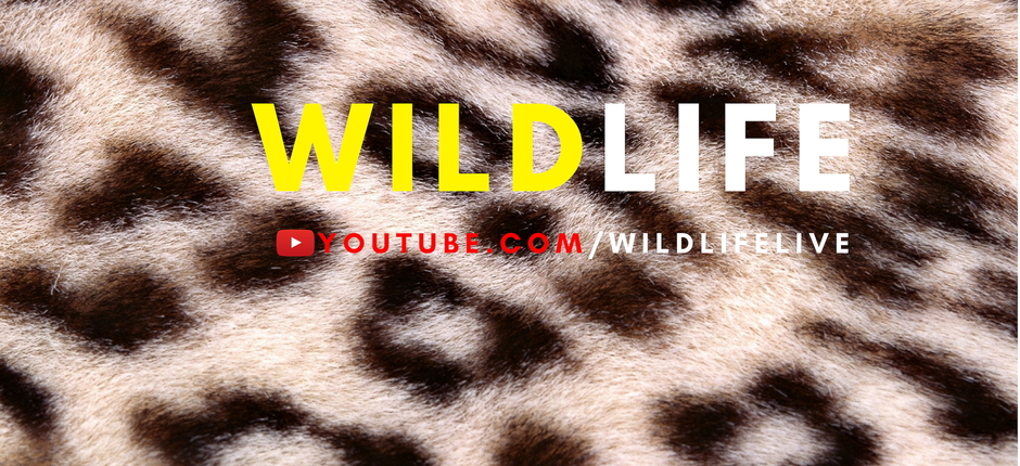 Wild Life Live
