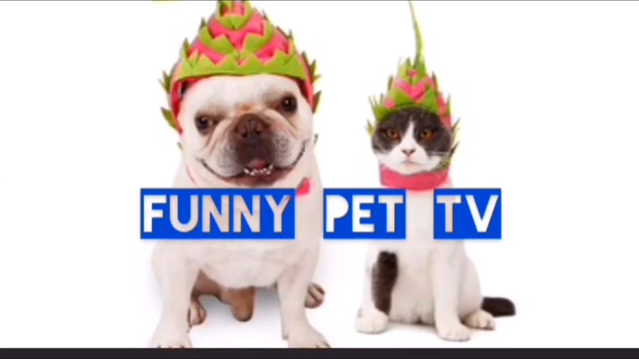 Funny Pet TV