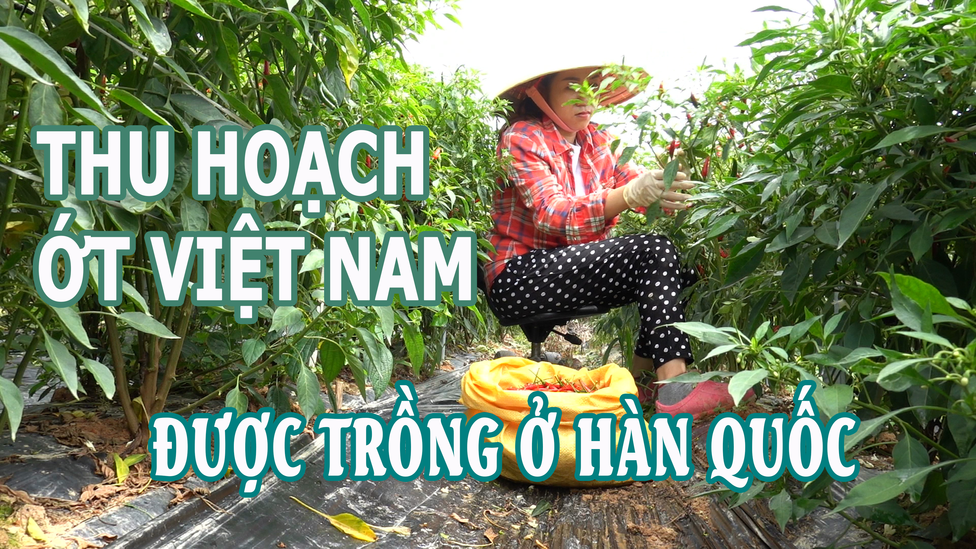 Cuộc sống ở Hàn Quốc