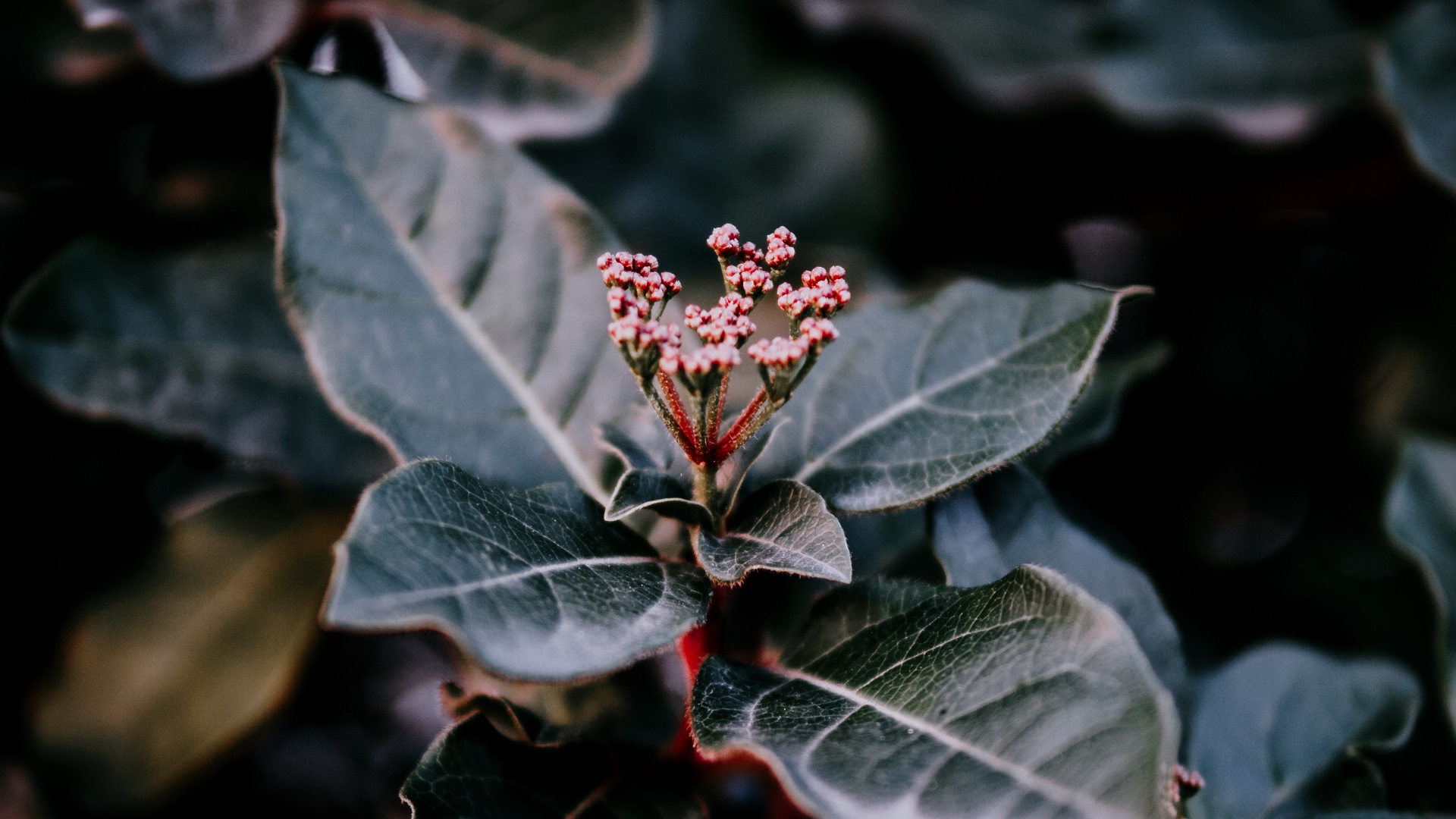 dm_c955675dbbf551148a251828ecc97870