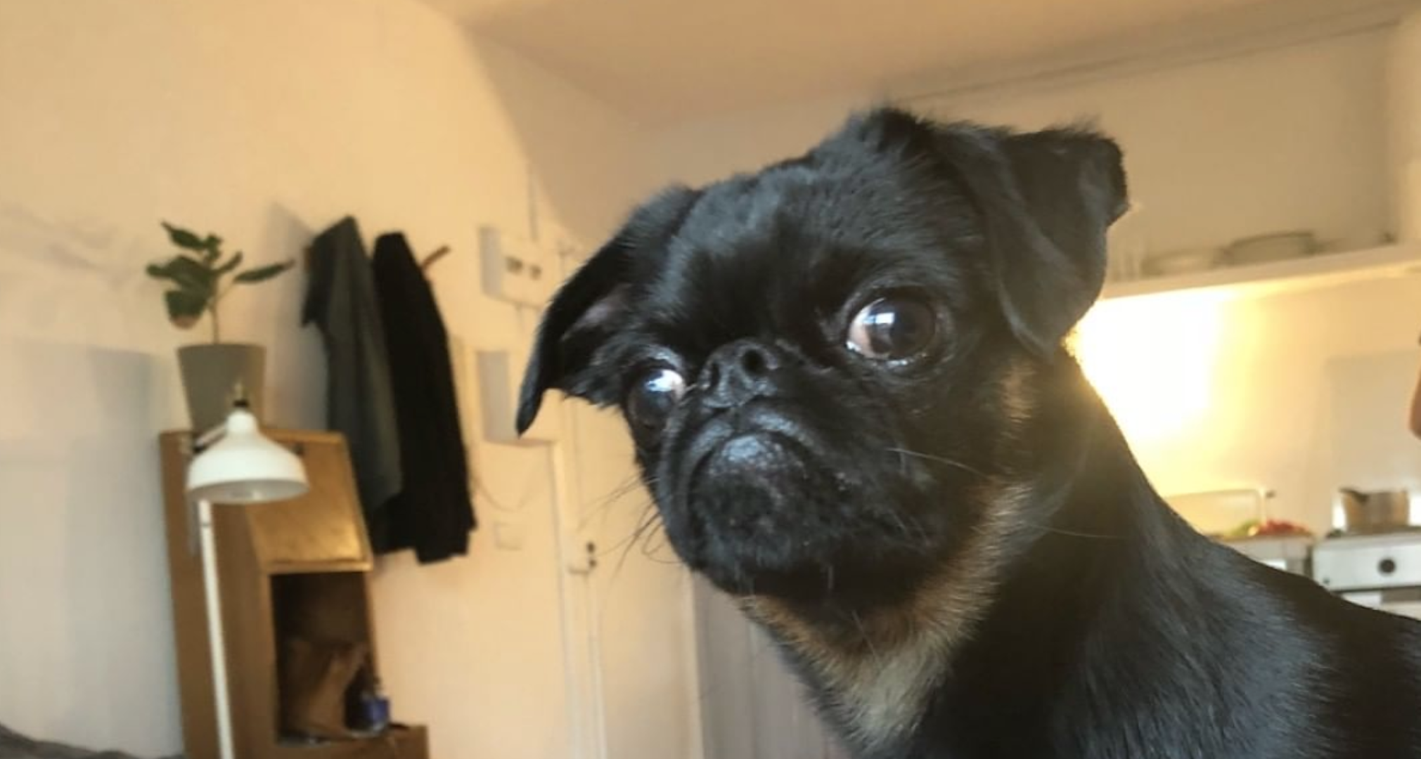 Premium Petit Brabançon Content