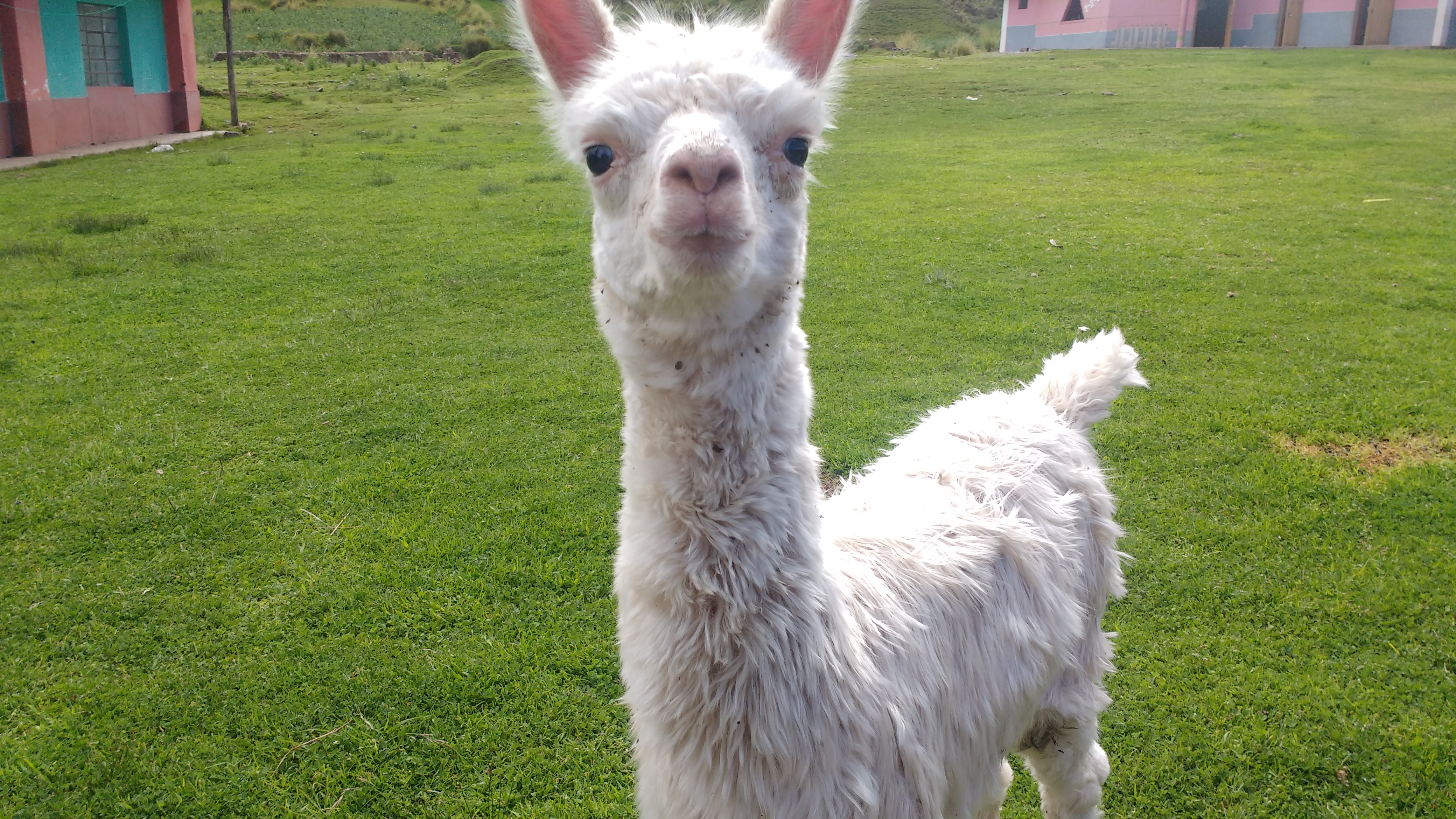 Alan Ronald Arellano Vera