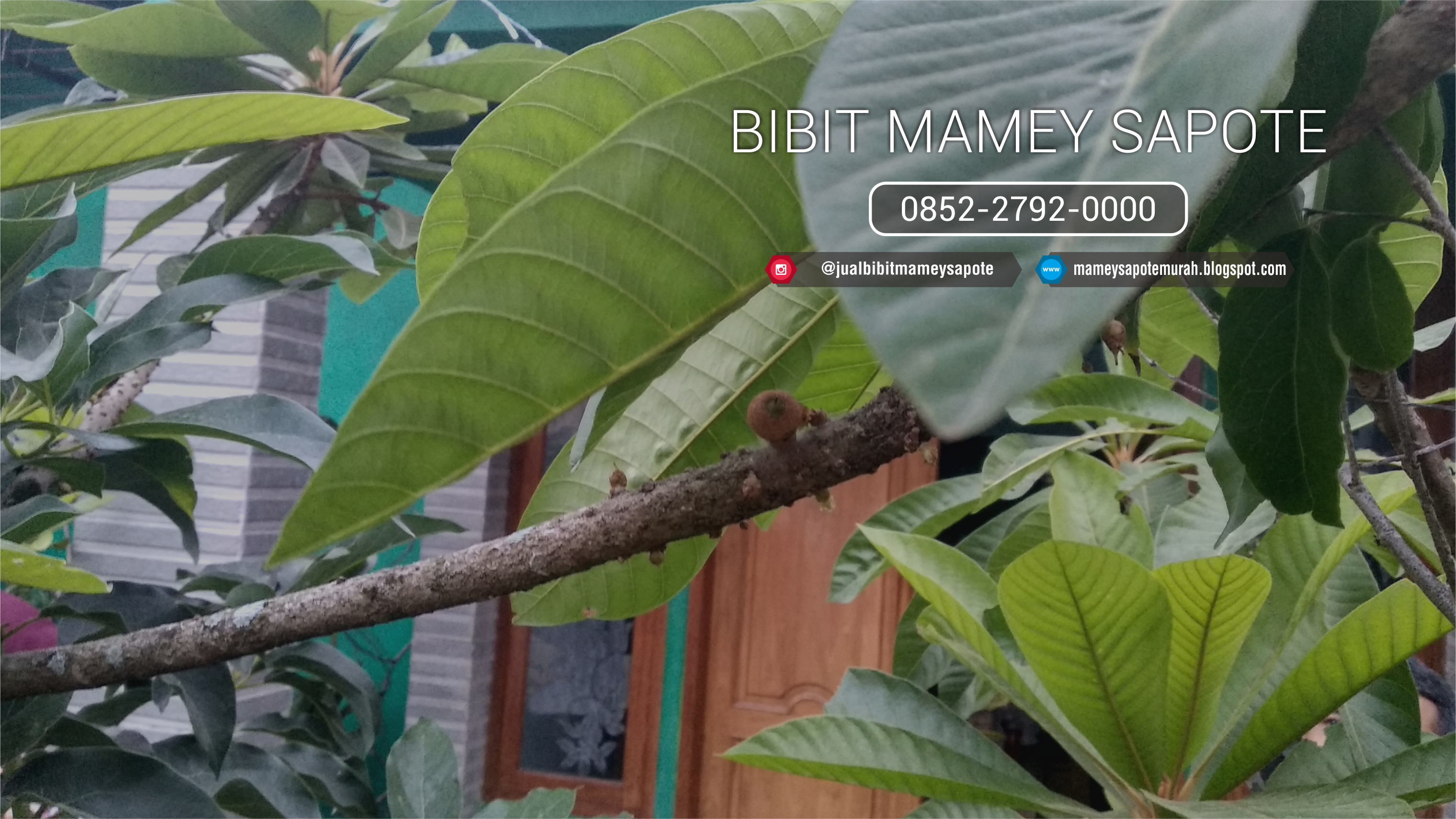 Bibit Mamey Sapote Murah Banget