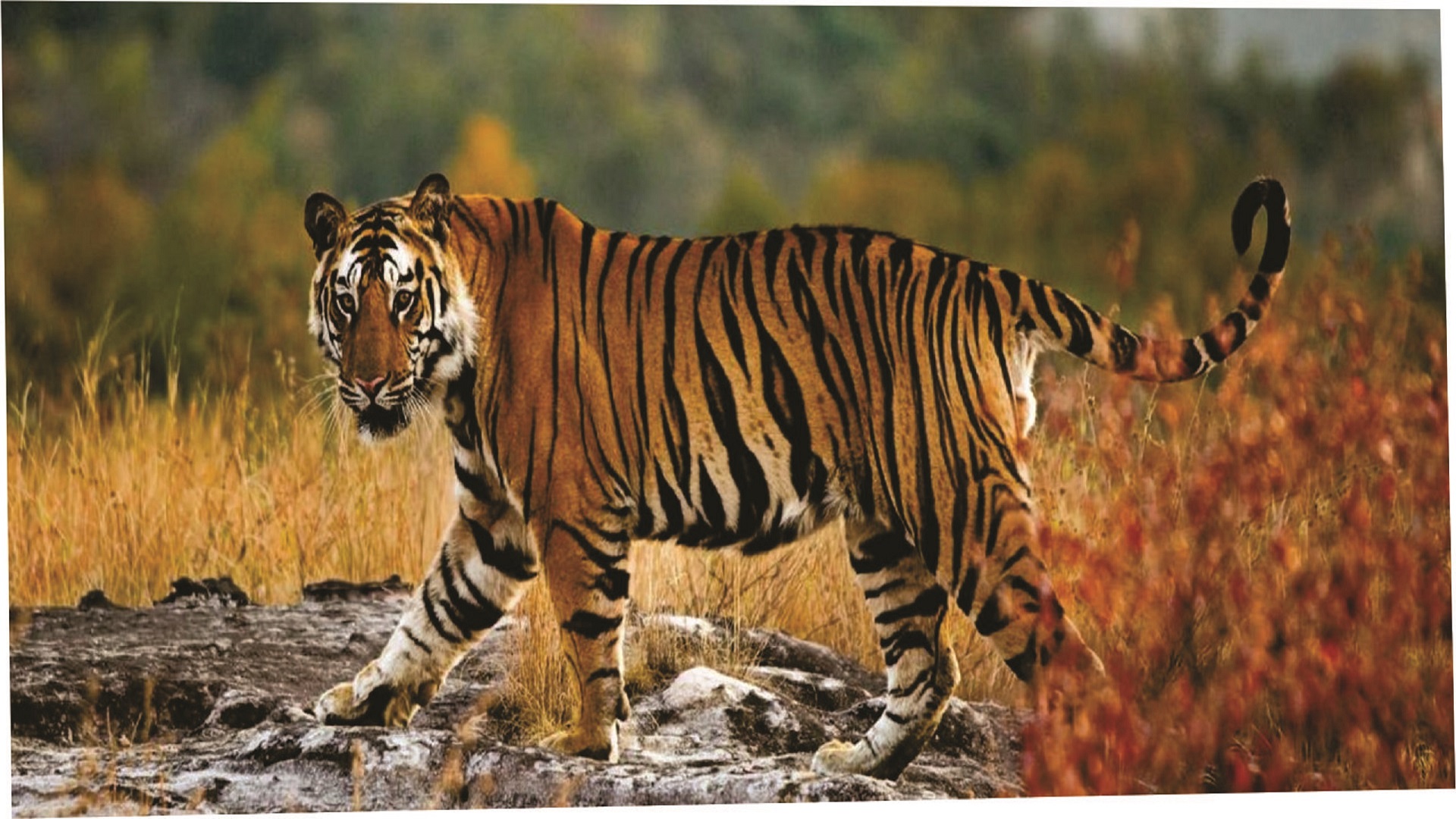 Documentary Animals in The World