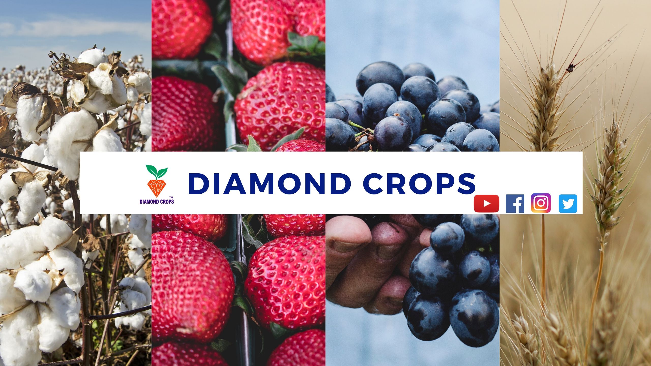 Diamond Crops