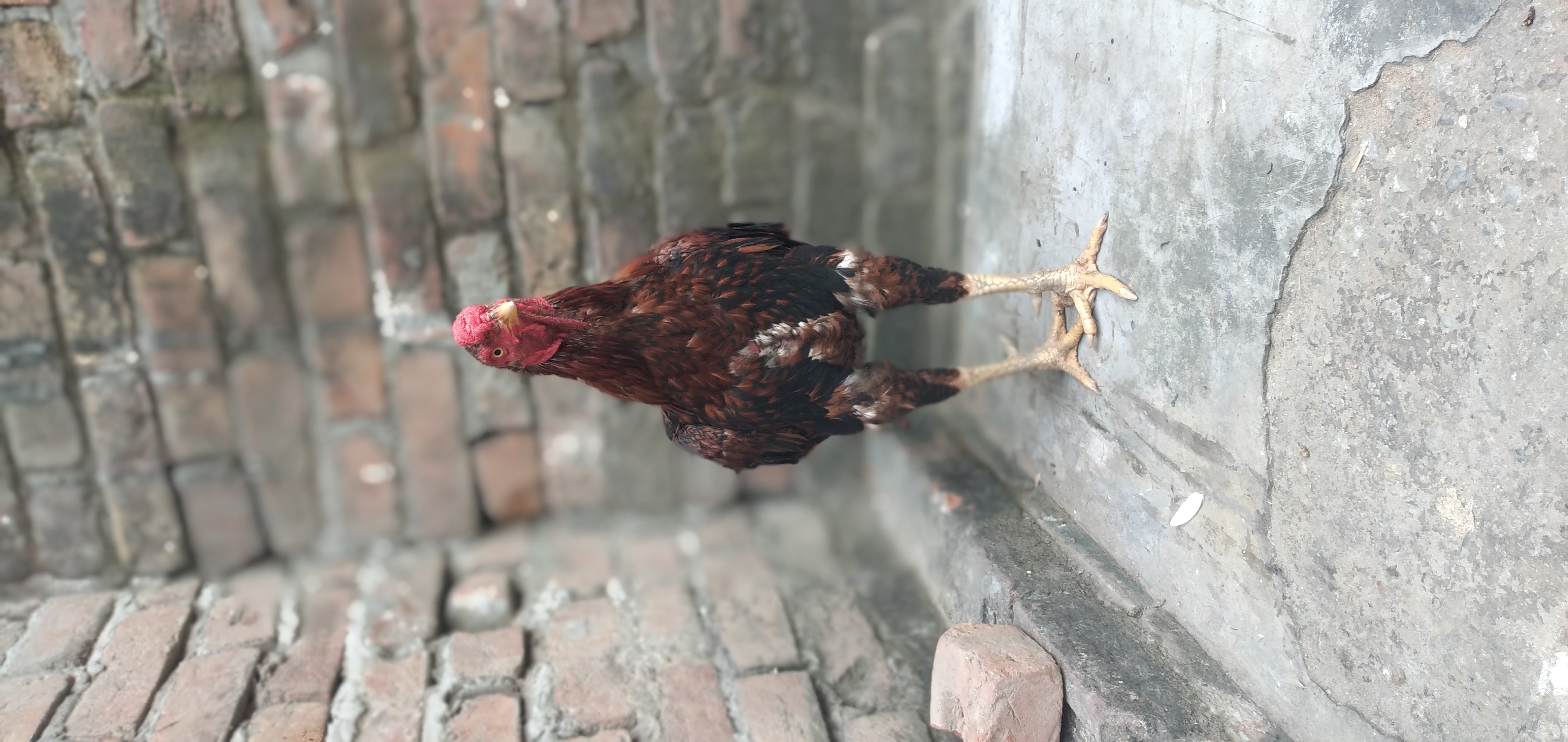 Hindustan Gaming 007