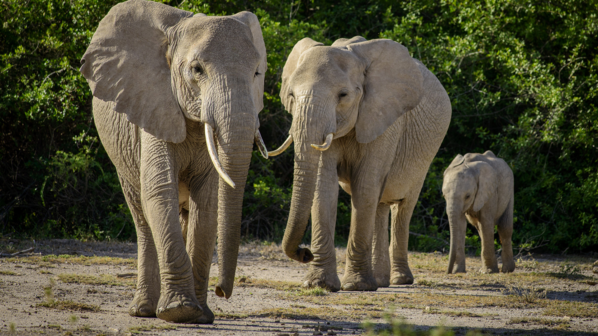 Entretenimiento virtual
