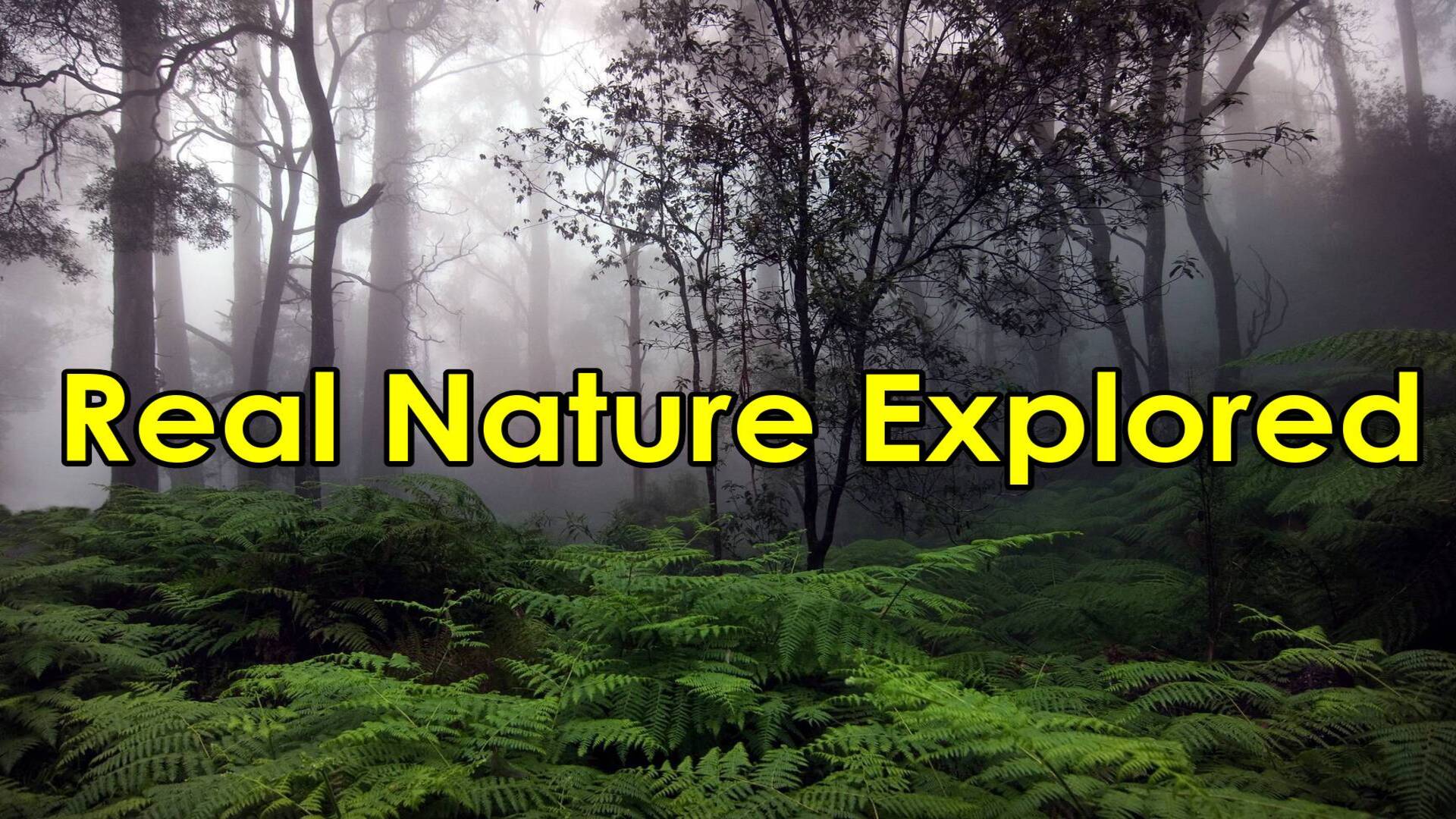 Real Nature Explored