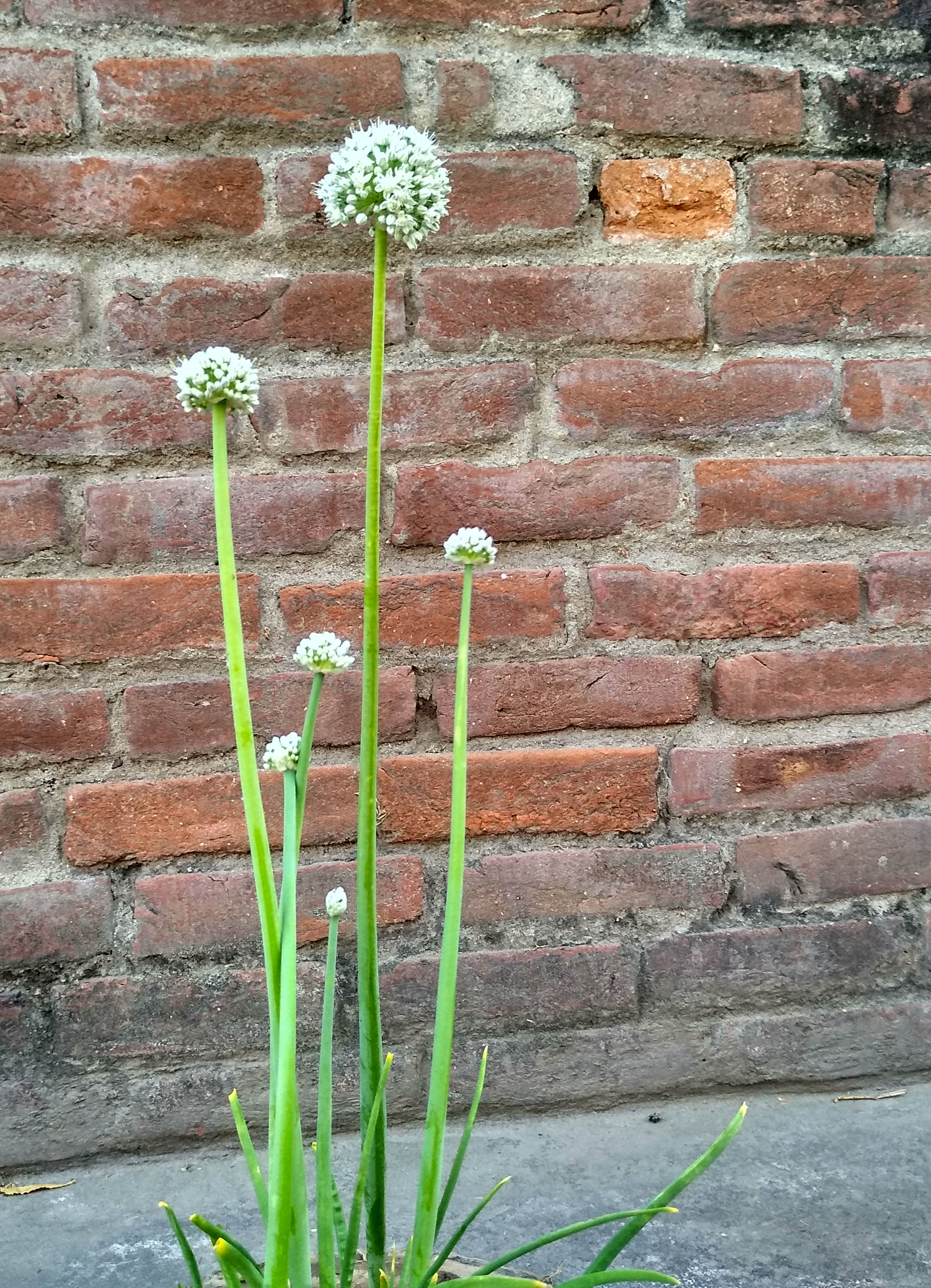 Pro-wrestling&Gaming