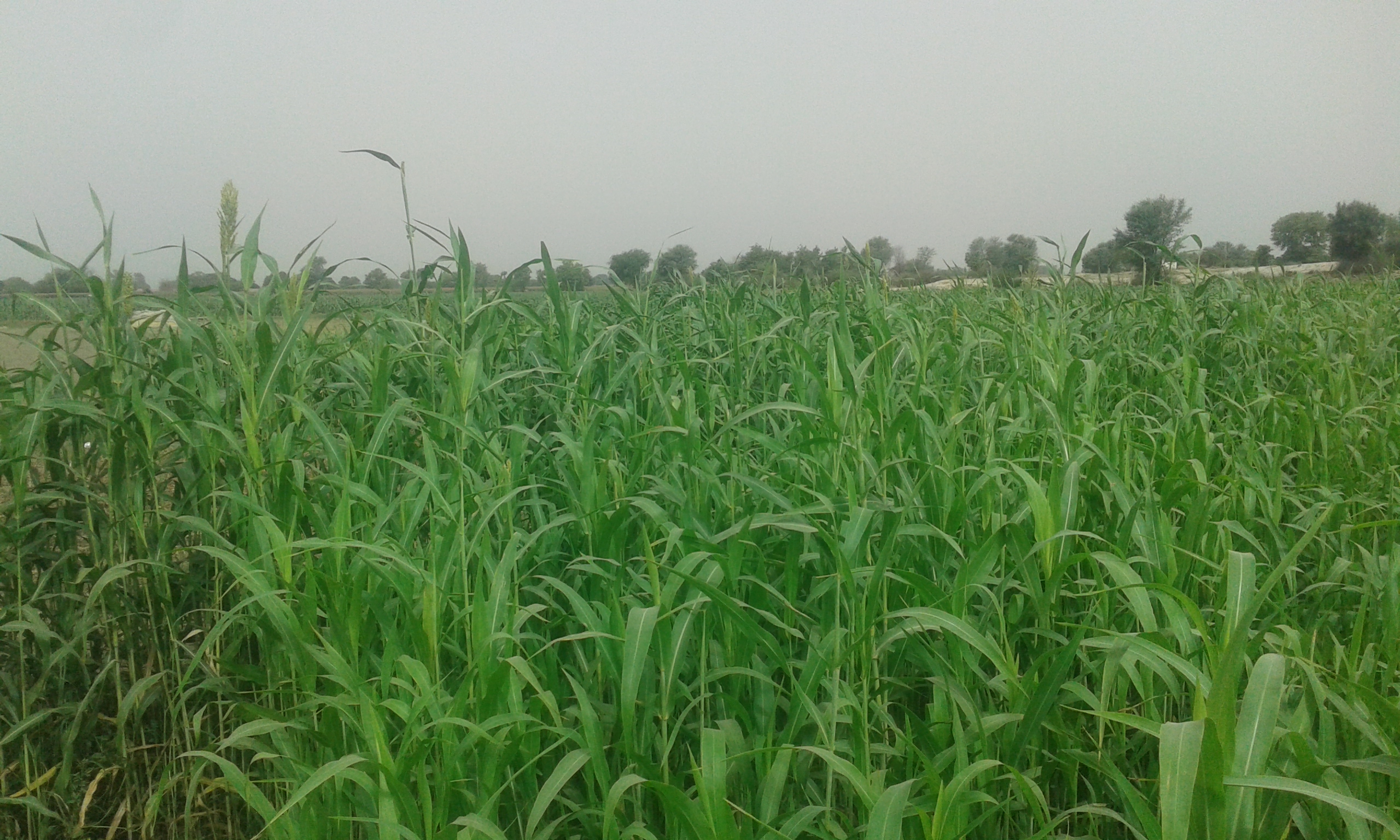 ziafreed Islamic history