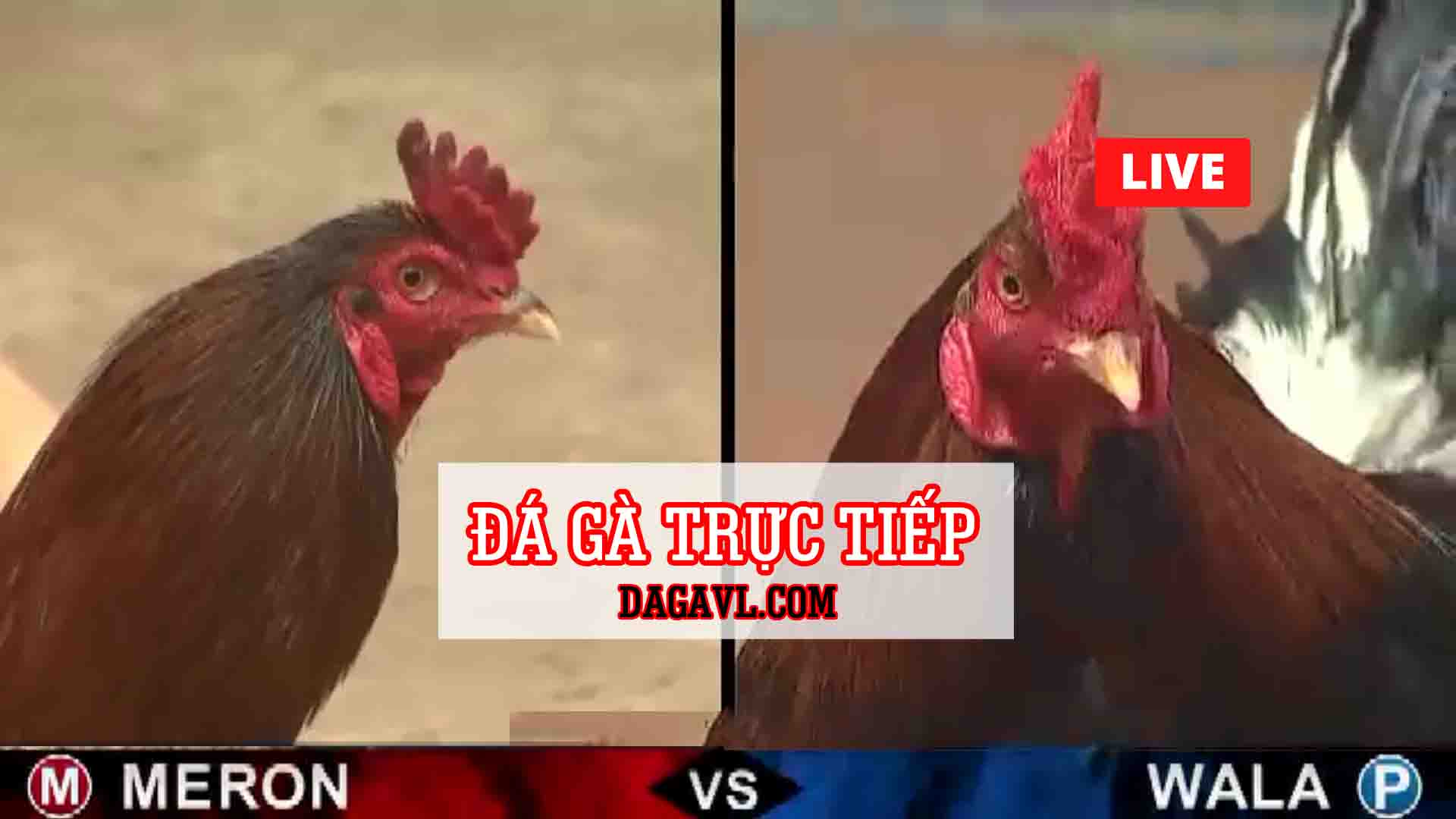 Đá Gà Trực Tiếp