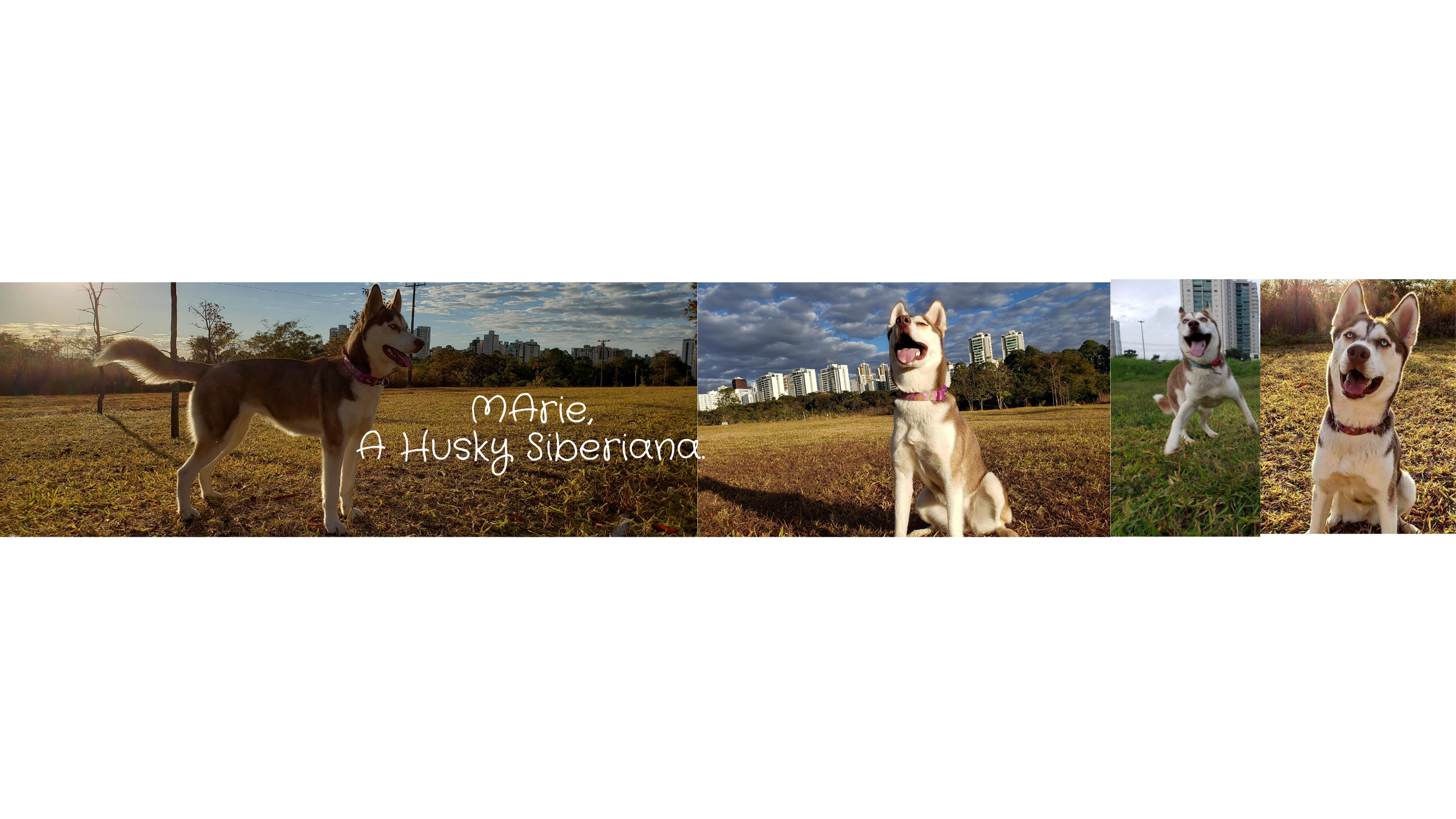 Marie - A Husky Siberiana