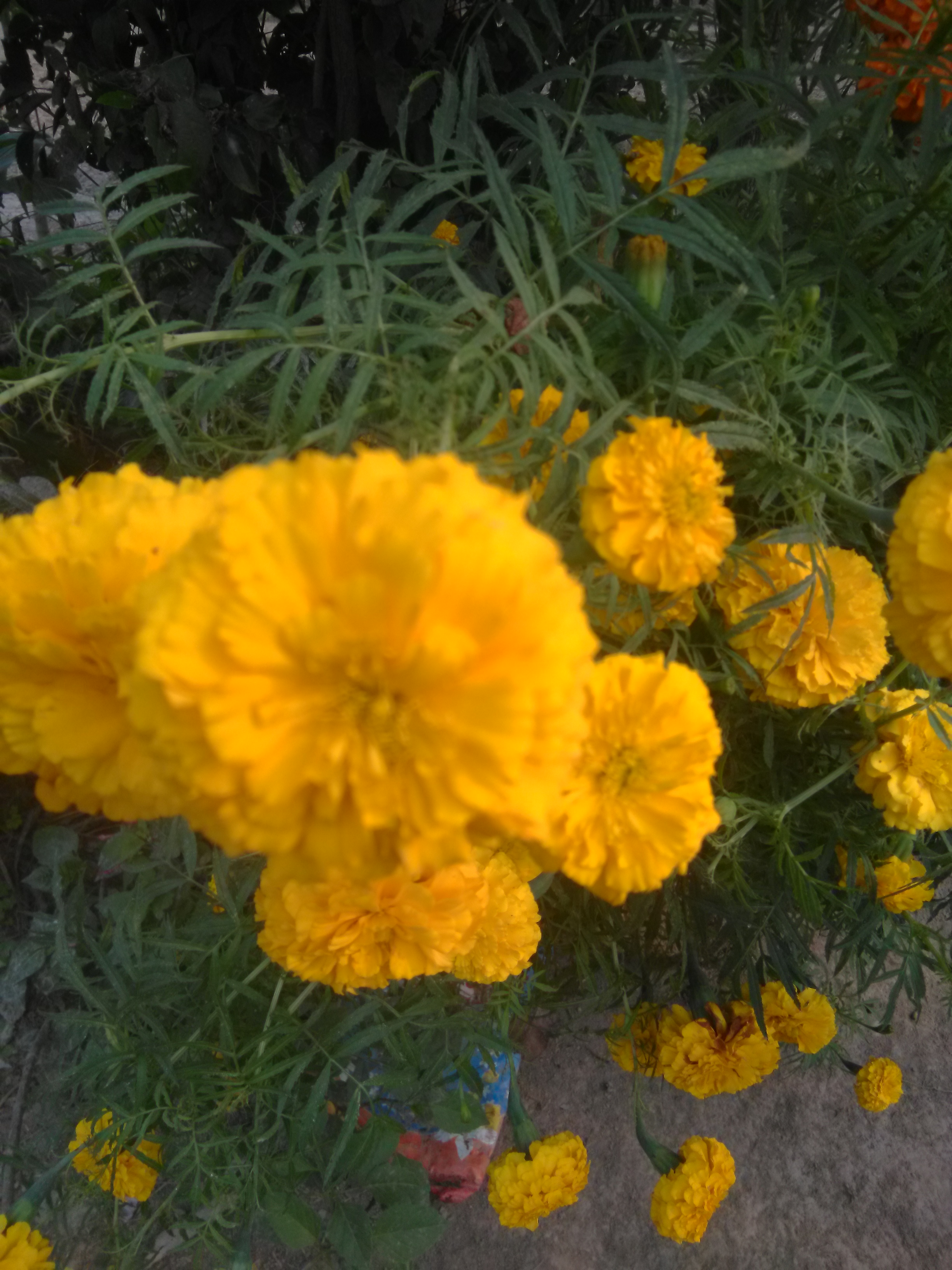 entertainment and information