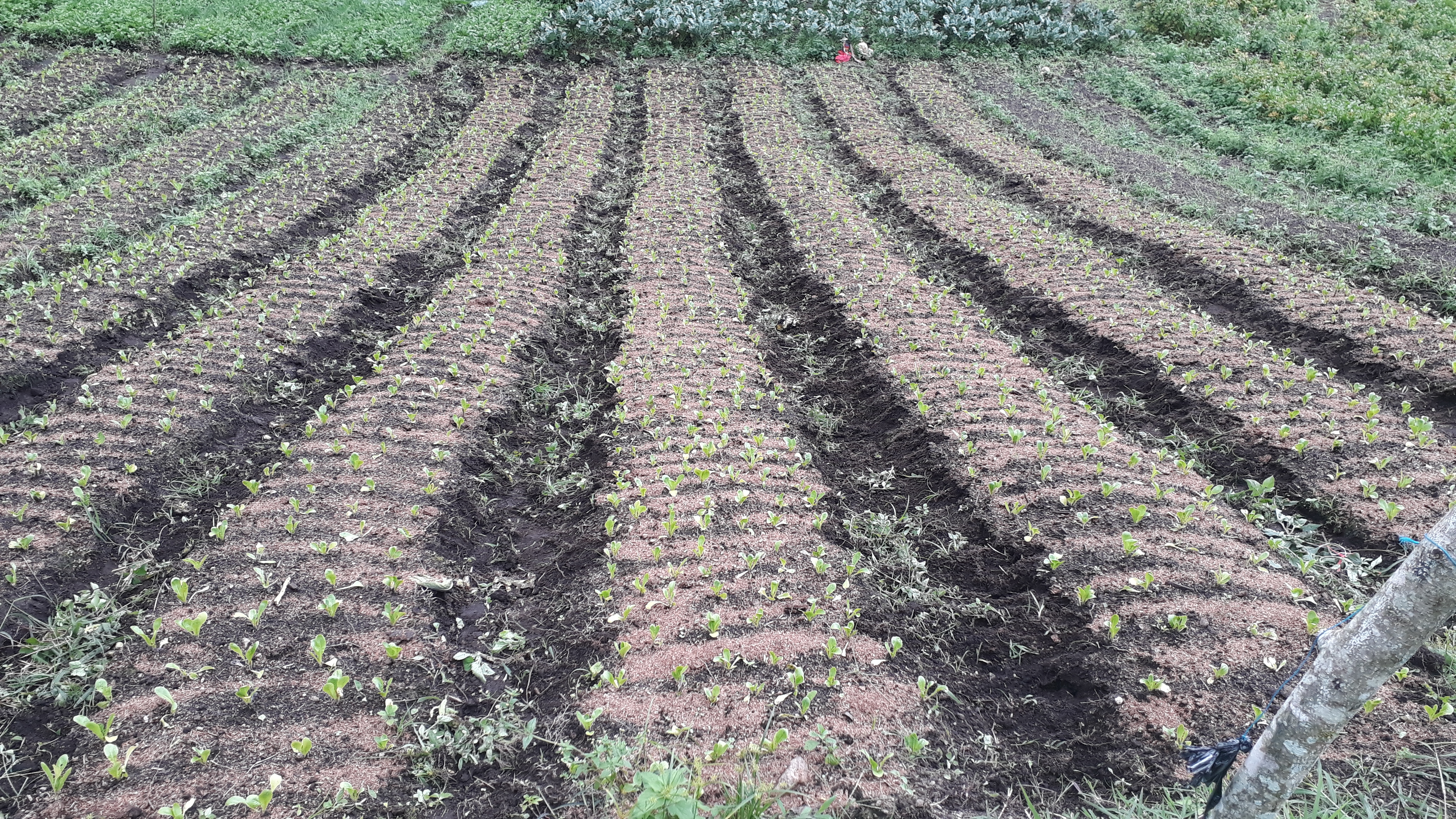 Documentales variados