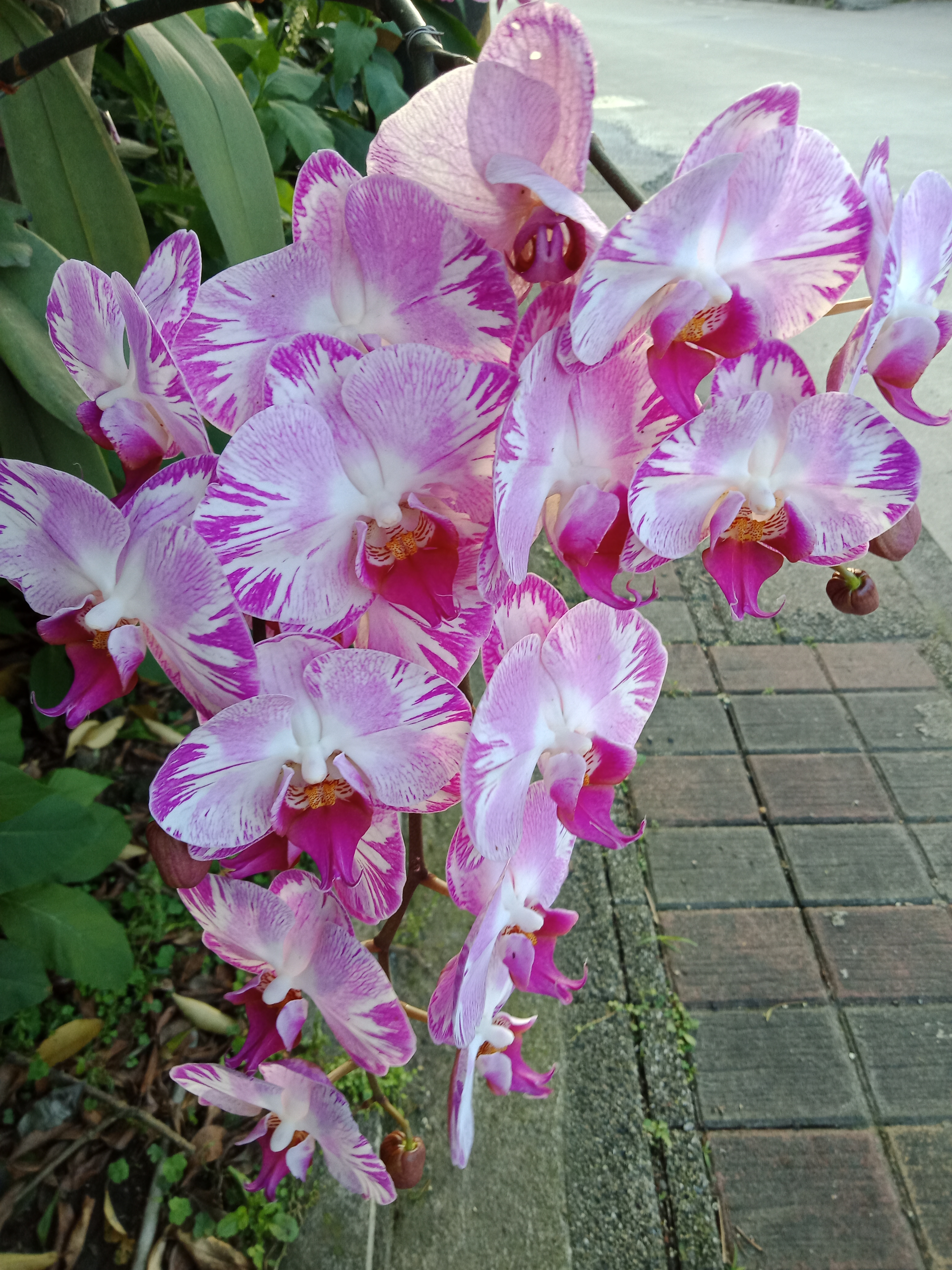 Music and Movie clips