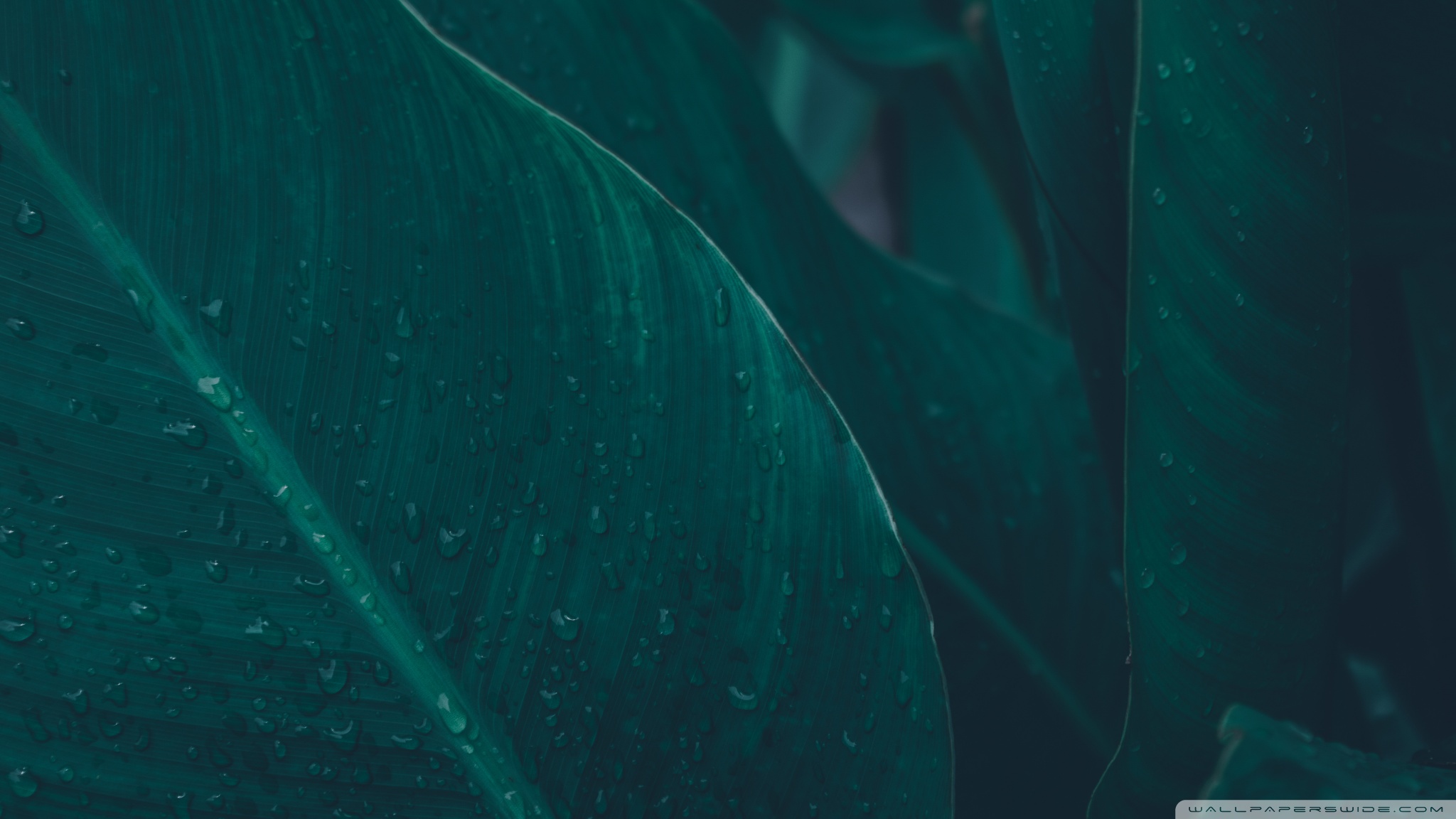 ROXANNA FRANKLIN HD™