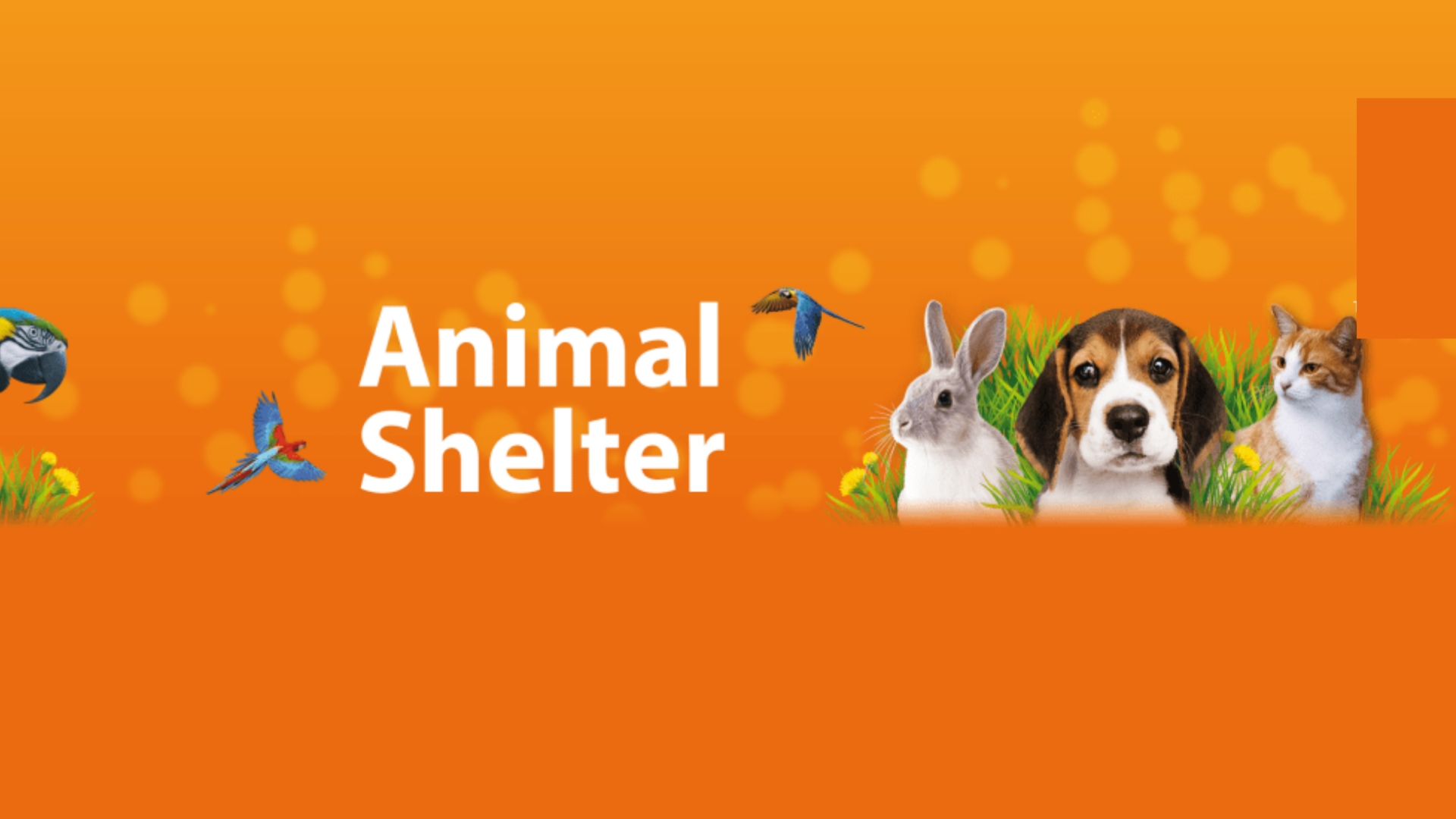 Animal Shelter