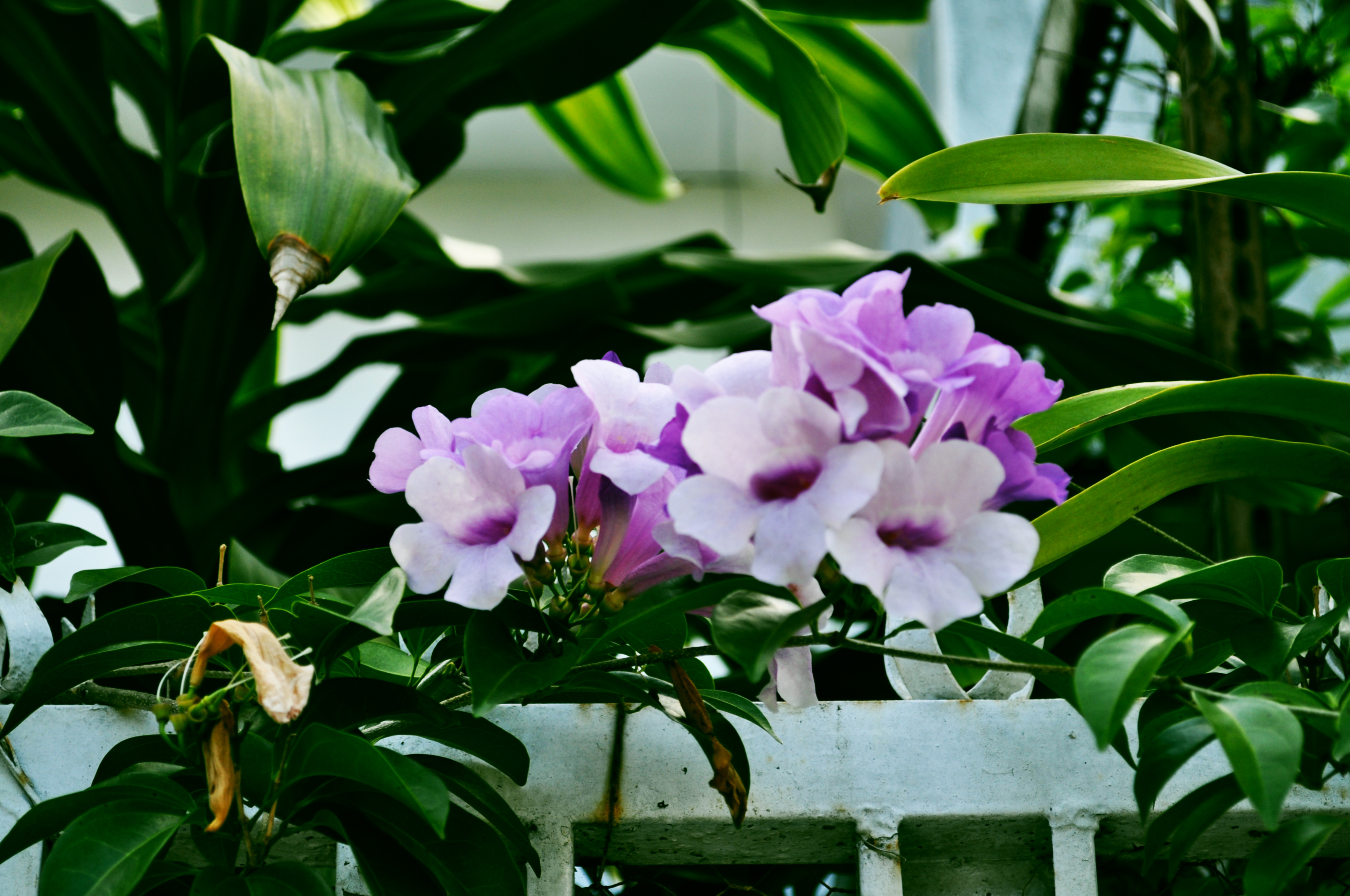 Fahmi Anshory Channel