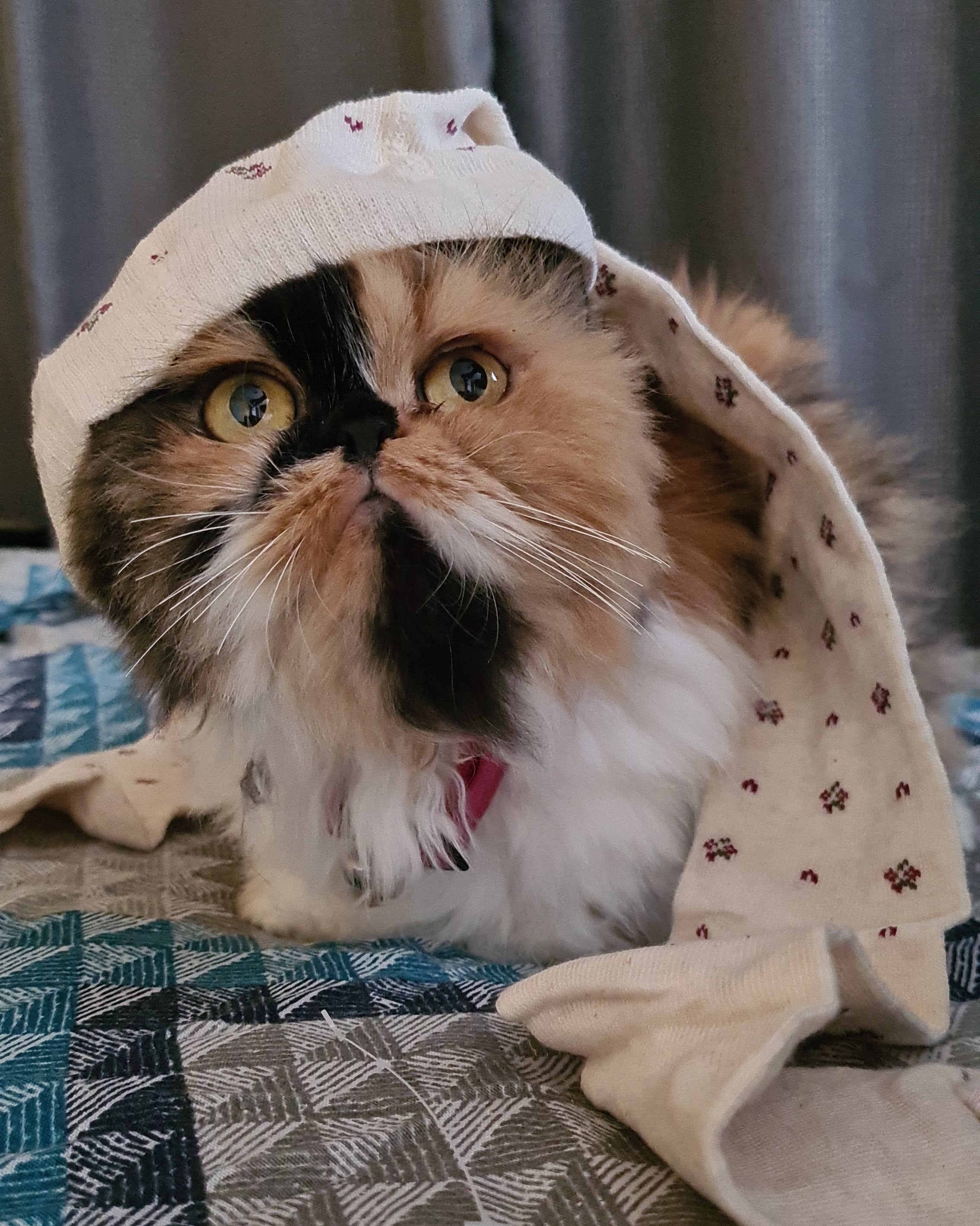 Milli angel Persian cats