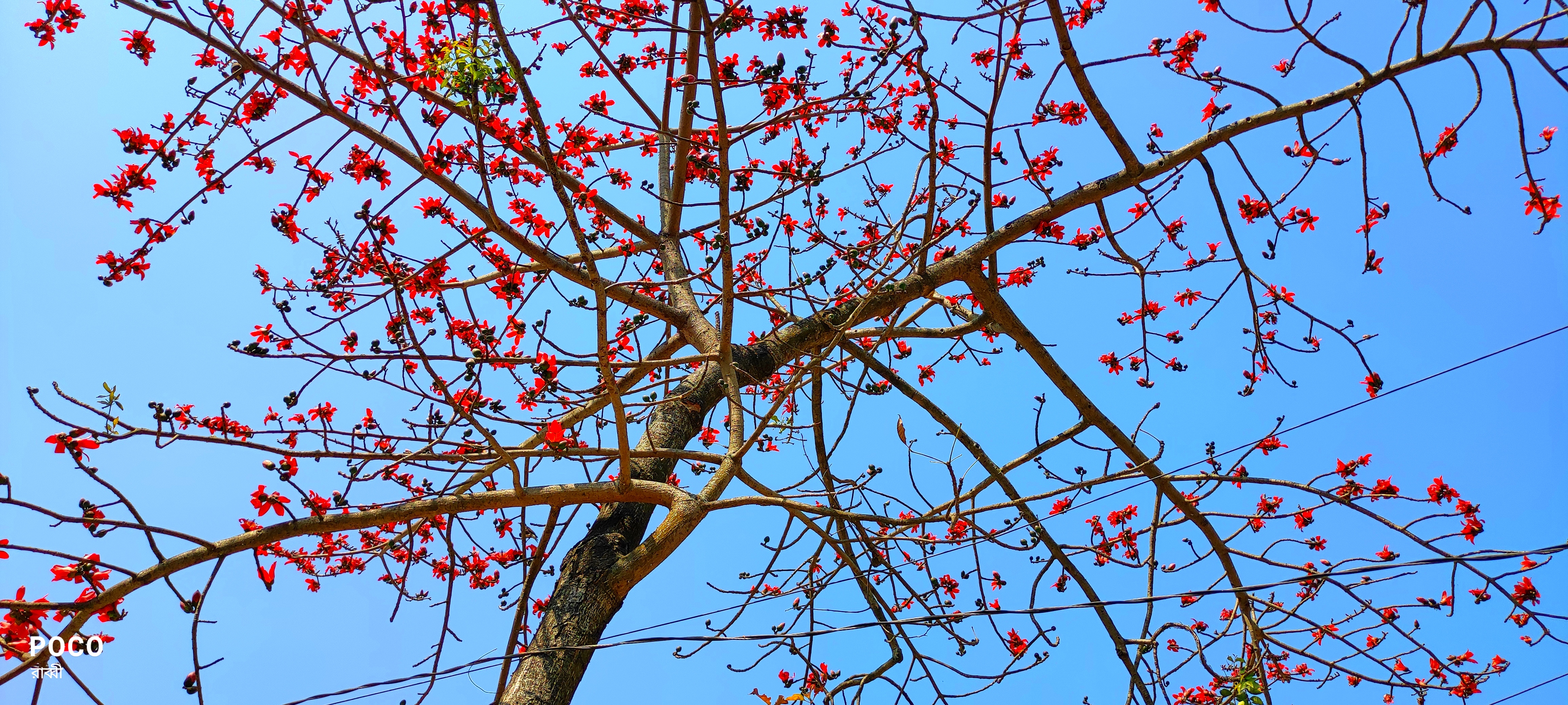 Bichitro Bangla-বিচিত্র বাংলা