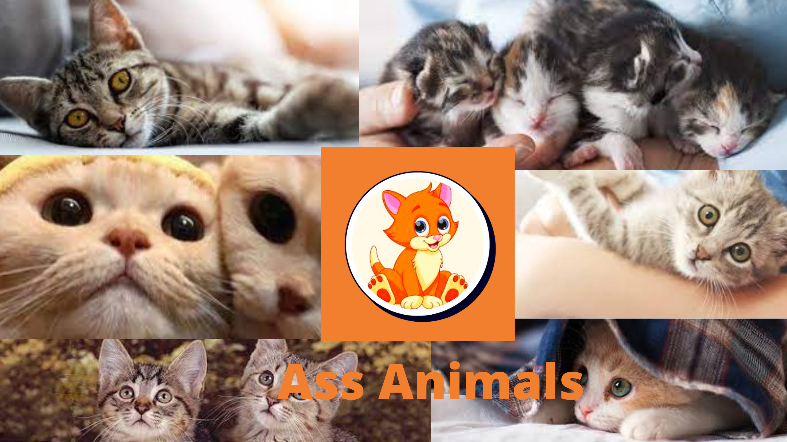 Ass Animals