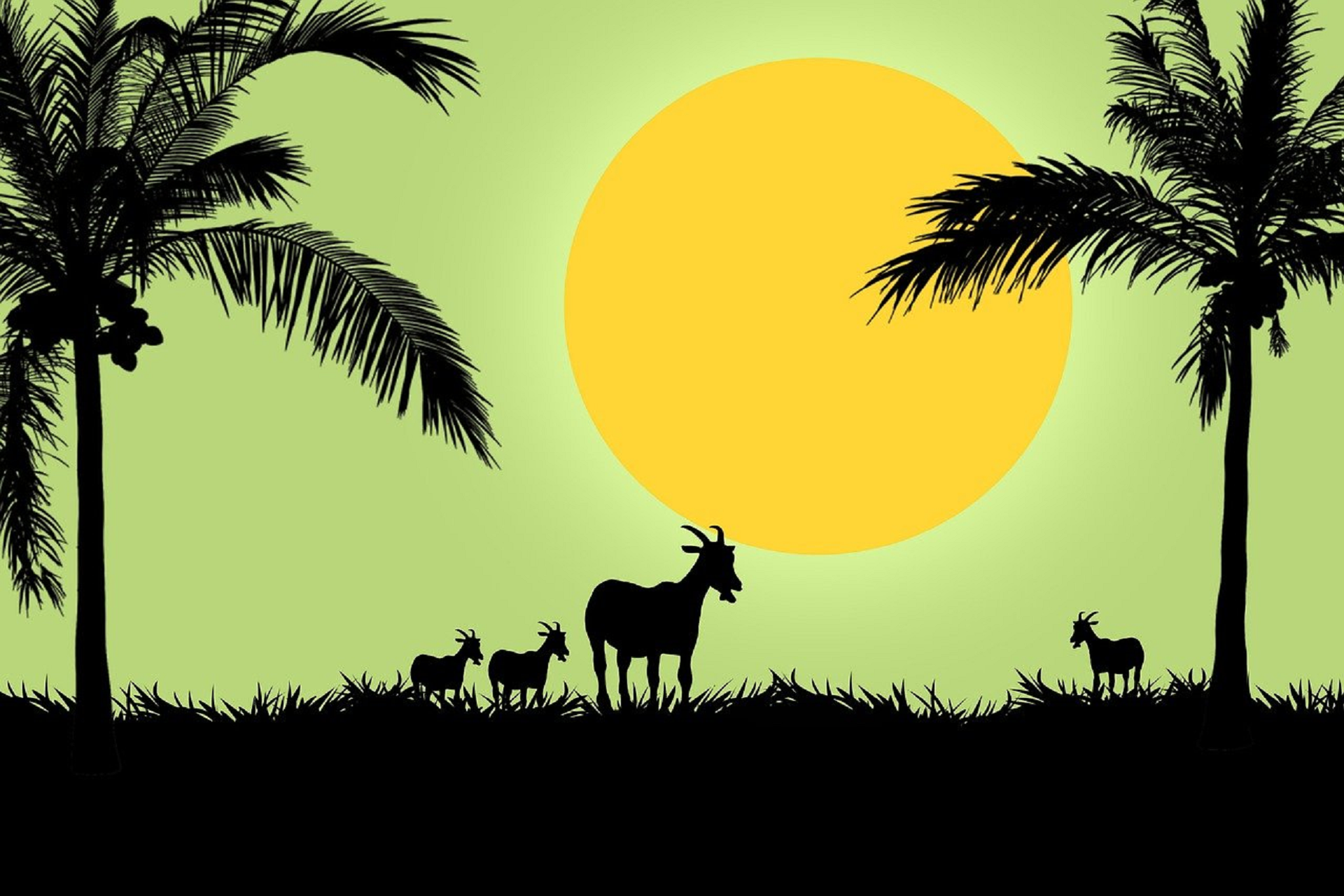 قناة علي الفرهود