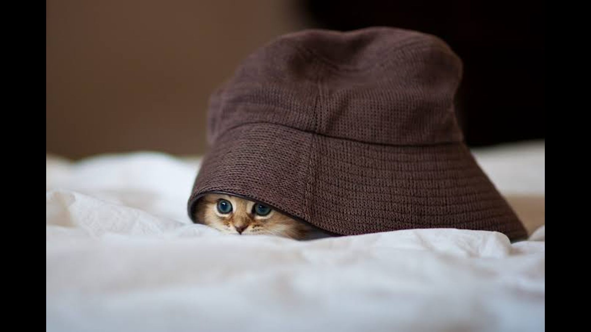 Pets Lover (Cats & Dog)