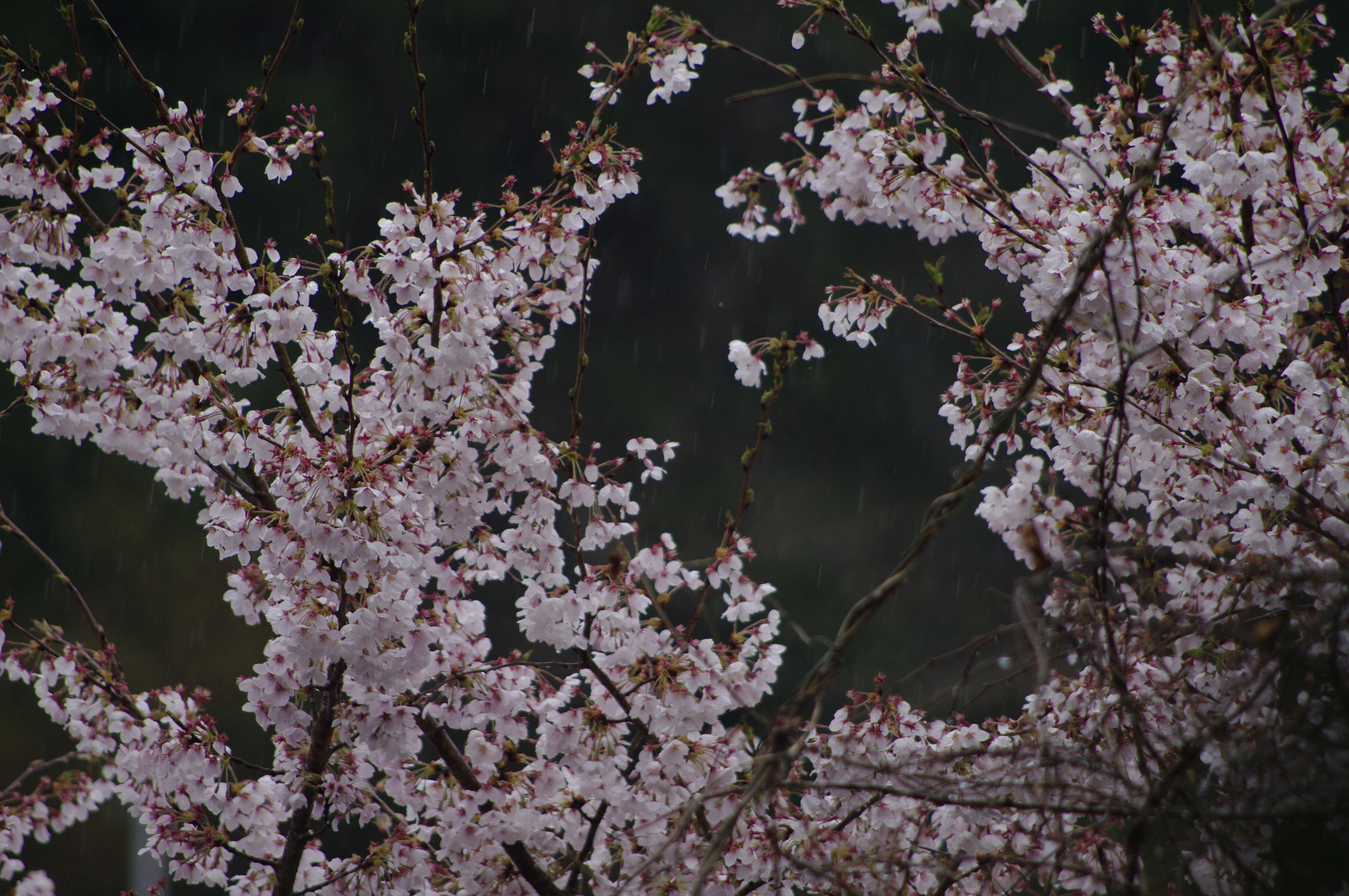 Yehl's-Entertainment