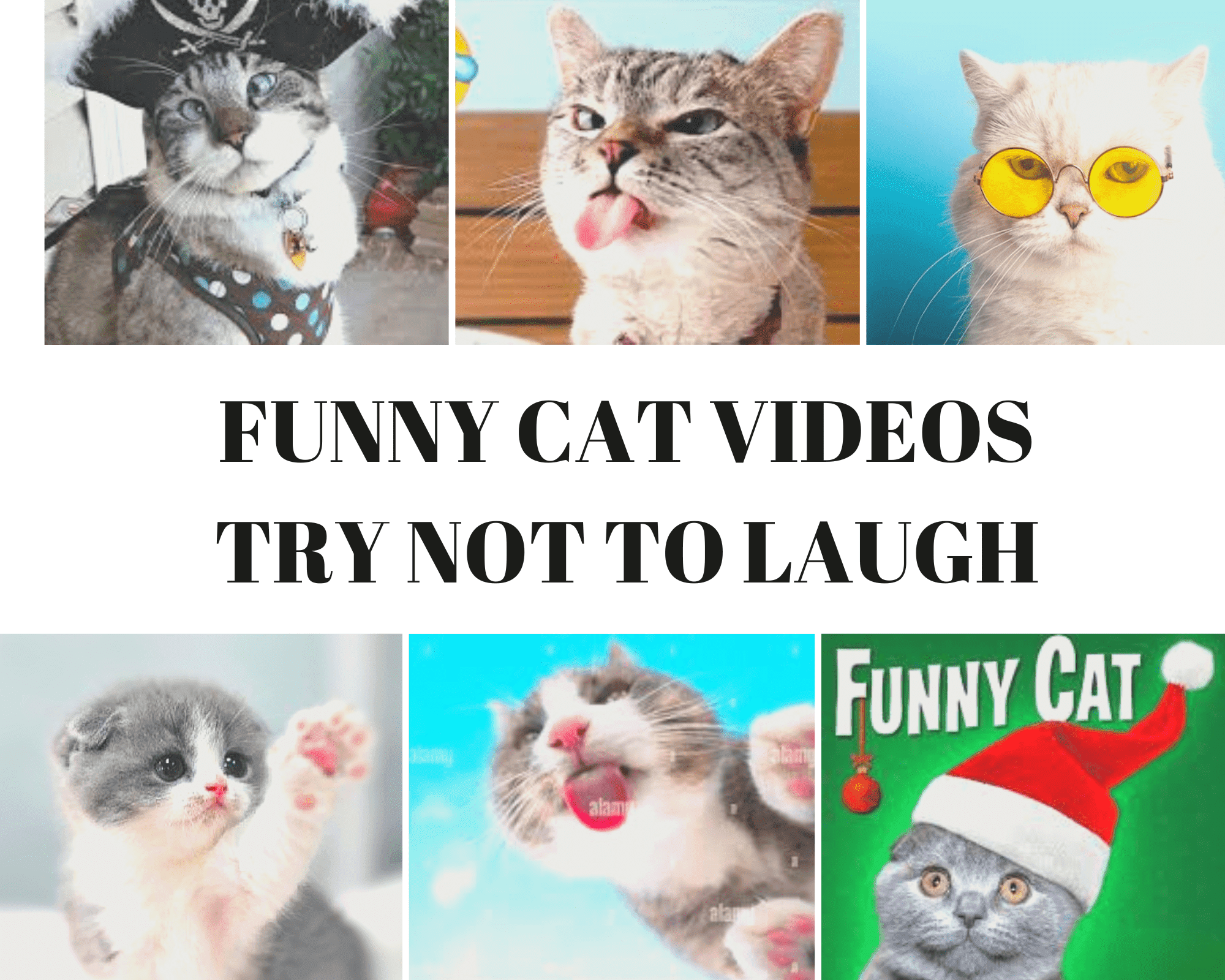 Funny cats videos
