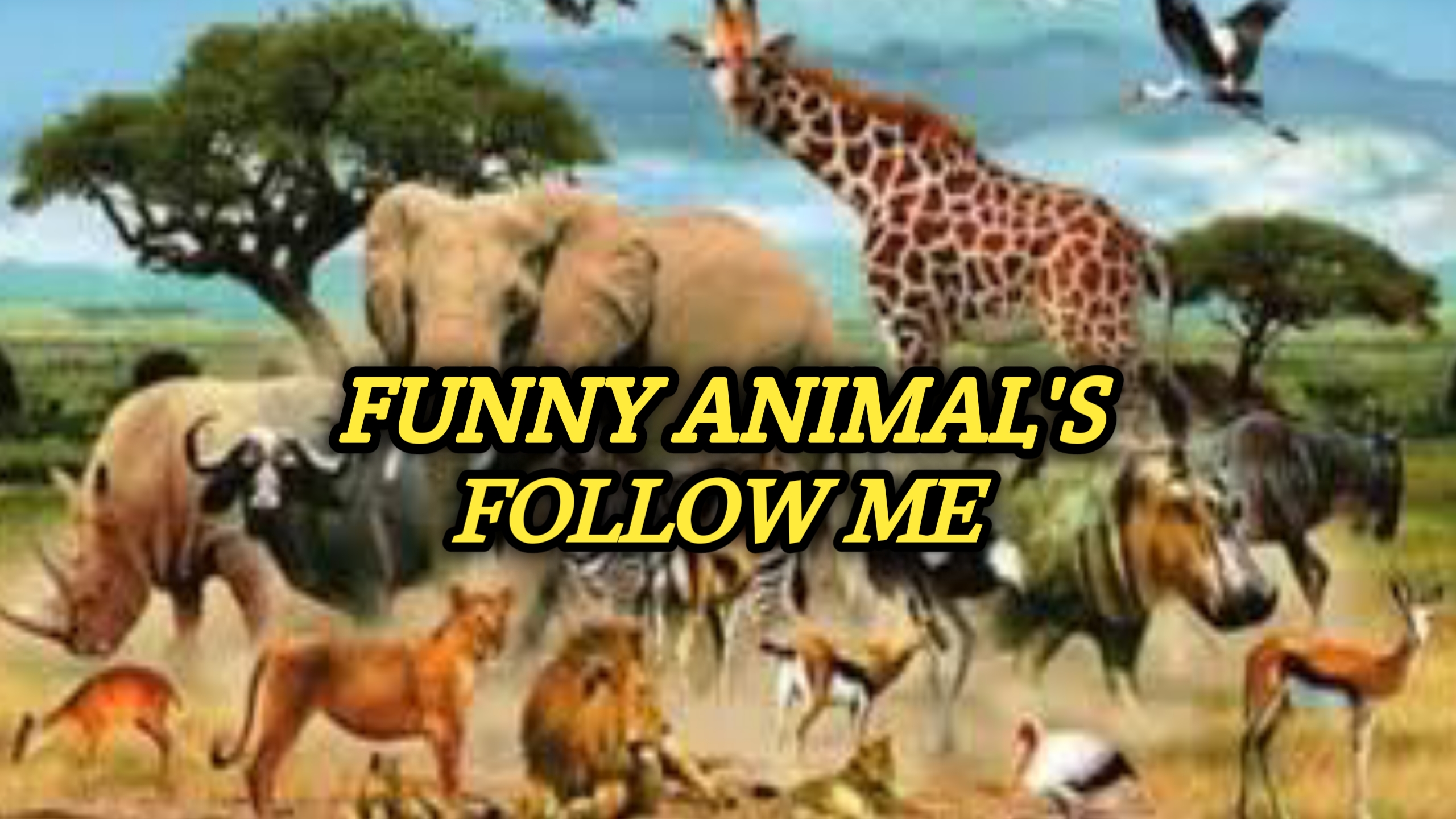 Funny Animal's