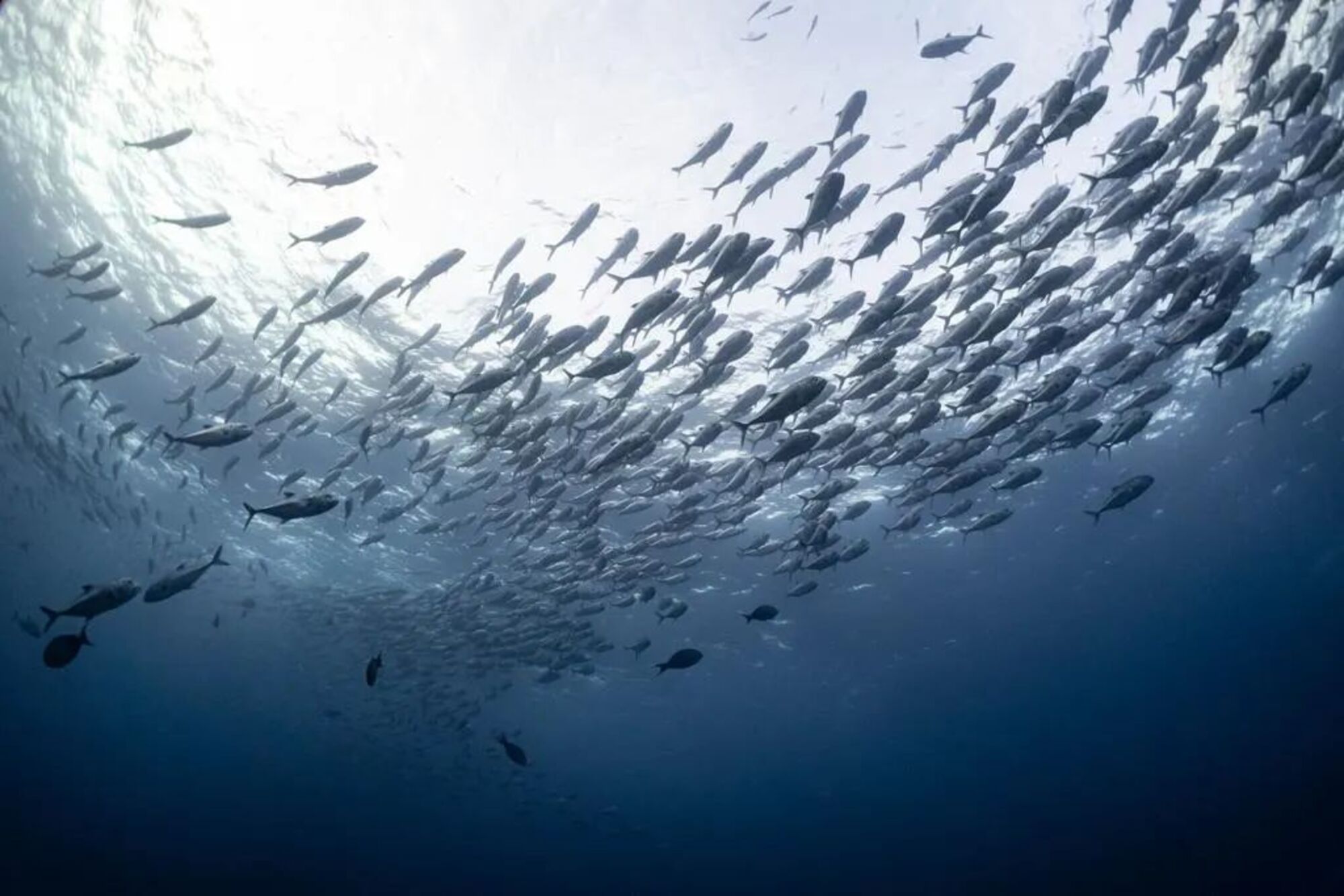 Amazing Life in Ocean